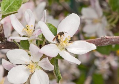 Northeast Pollinator Partnership